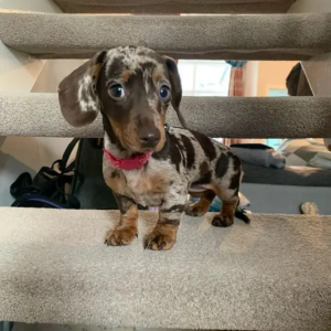 Cachorro Dachshund