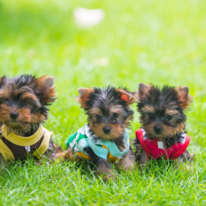 Cachorro Yorkie
