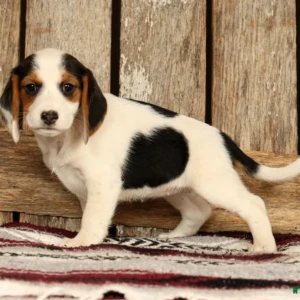 Cachorro Beagle