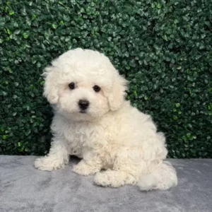 Cachorro Bichon Frise