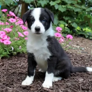 Cachorro Border Collie