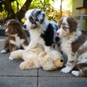 Cachorros Pastor Australiano