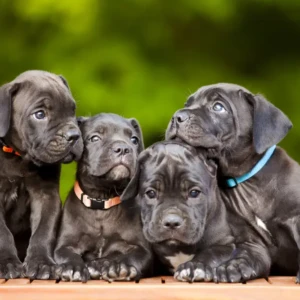 Cachorro Cane Corso