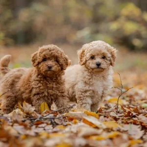 Cachorro Caniche