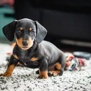 Cachorro Dachshund