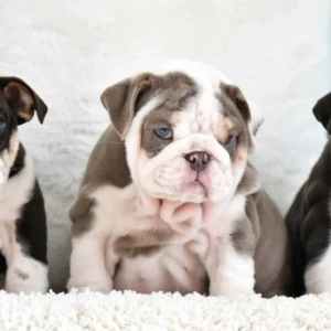 Cachorro Bulldog inglés