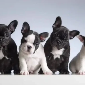 Cachorro Bulldog francés