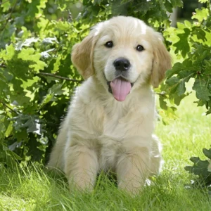 Cachorro Golden Retriever
