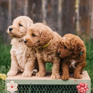 Cachorros Goldendoodle