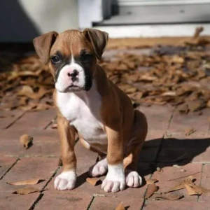 Cachorro Boston Terrier
