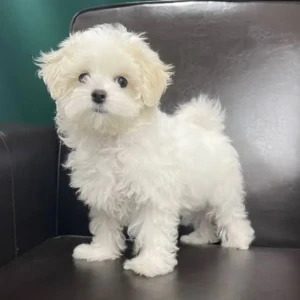 Cachorro Maltese