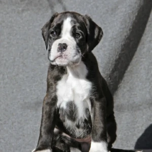 Cachorro Boxer