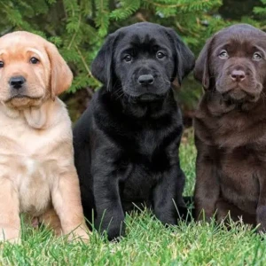 Cachorro Labrador