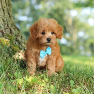 Cachorro Maltipoo