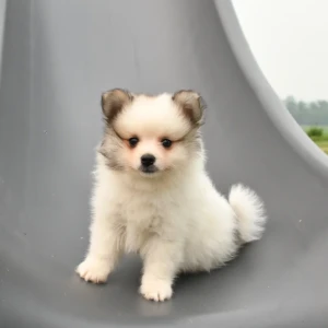 Cachorro Pomerania