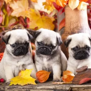 Cachorro Pug