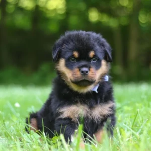 Cachorro Rottweiler