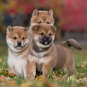 Cachorro Shiba Inu