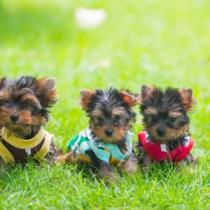 Cachorro Yorkie