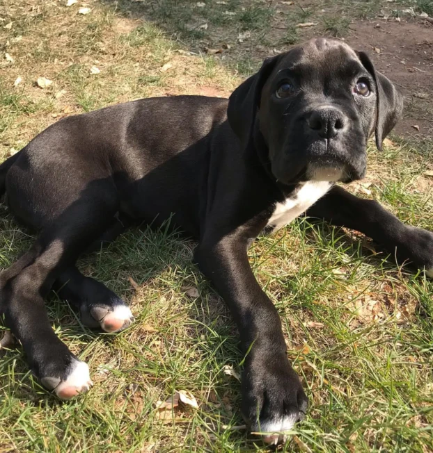 bacchus_the_boxer-