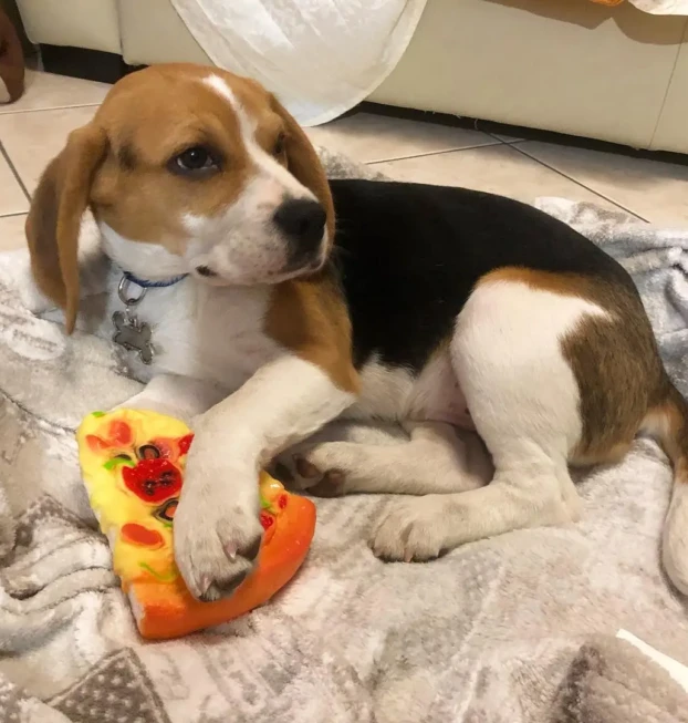beagle 5-loki (1)