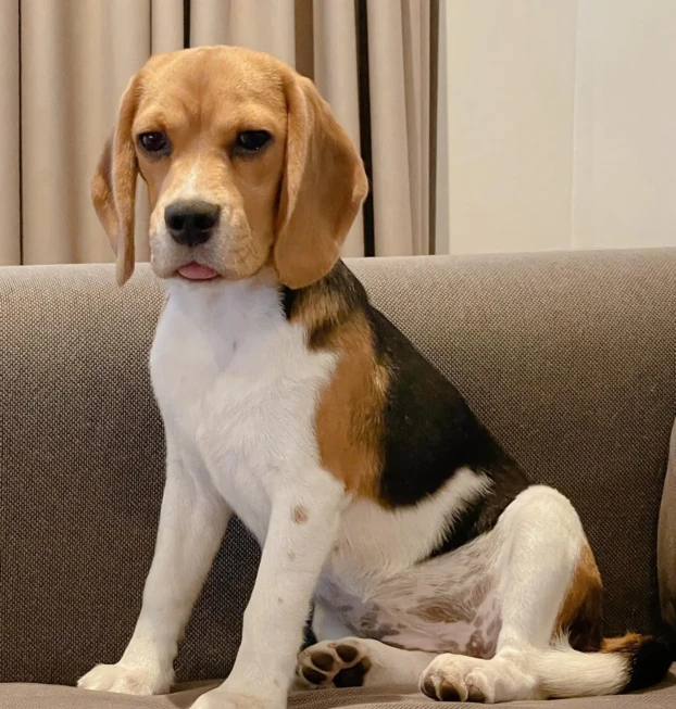 beagle-nala (1)
