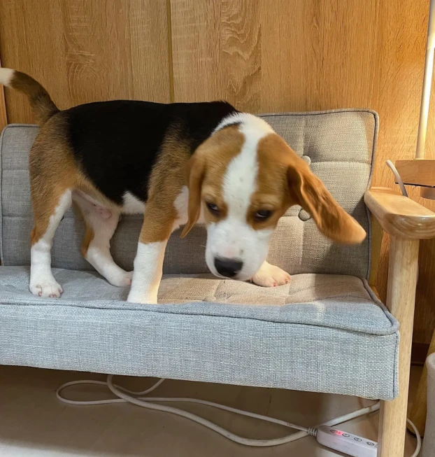 beagle5-cali (1)