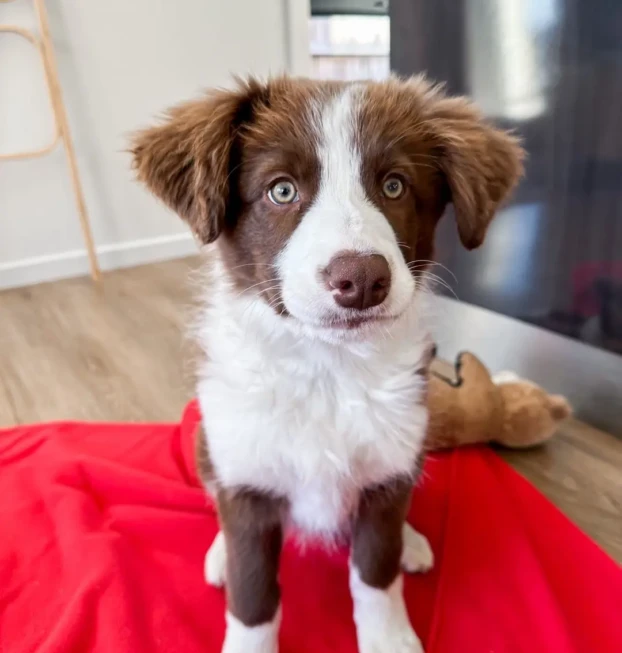 Border collie-nova (1)