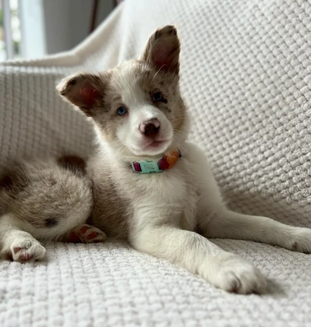 border collie-Zoe (14)