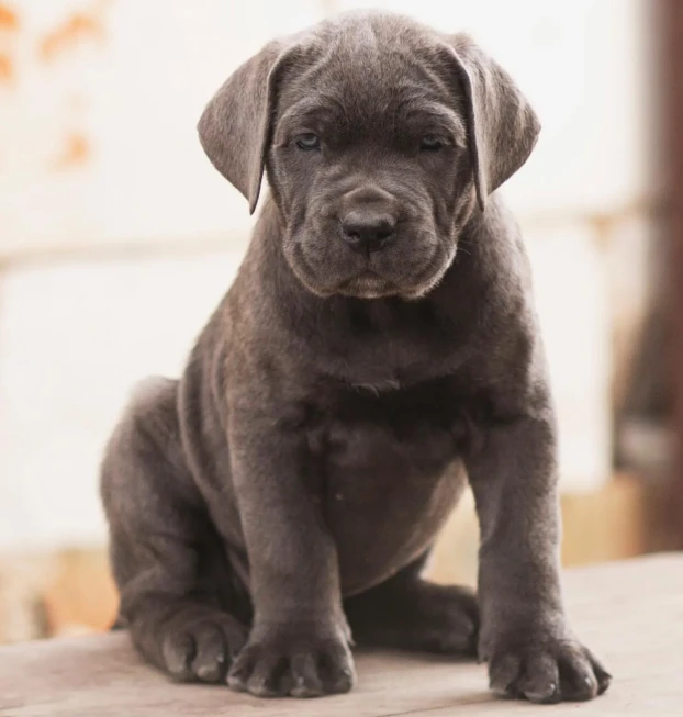 cane corso (8)