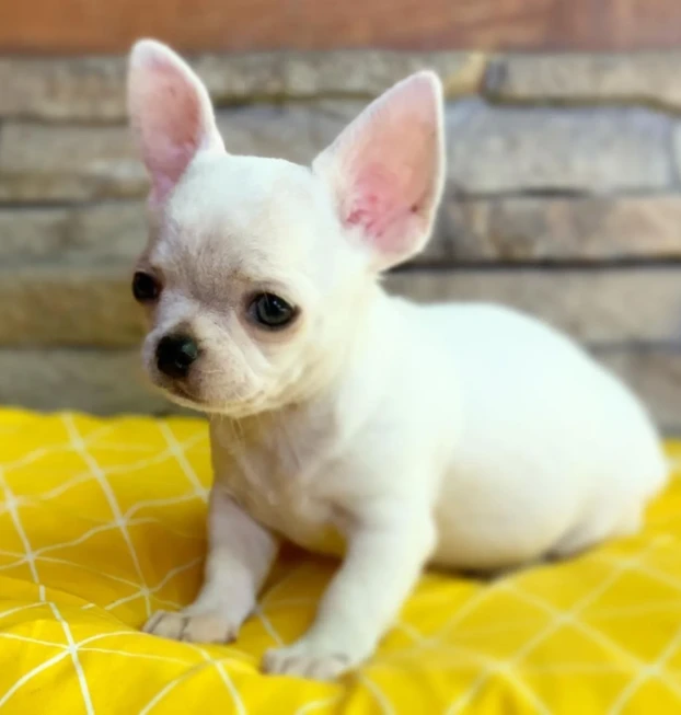 chihuahua 1 (1)