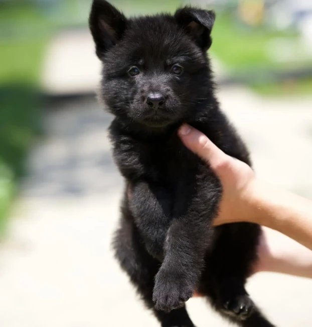 german shepherd (7)