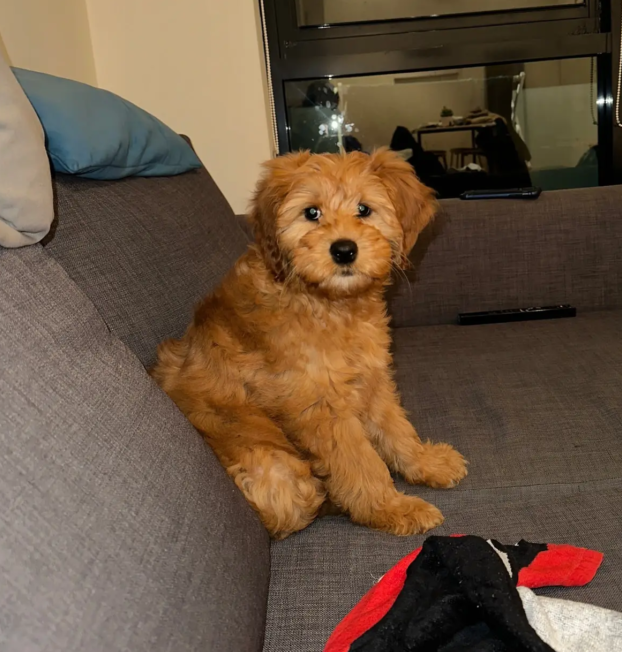 goldendoodle 1-ellie (2)