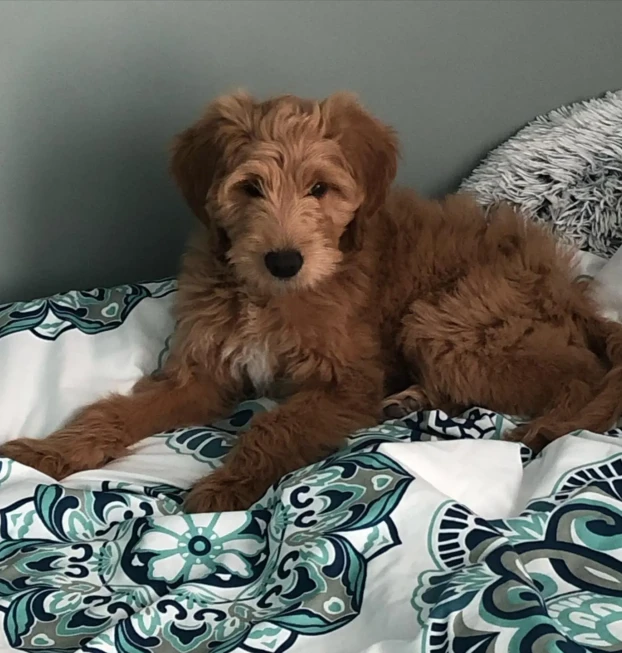 Goldendoodle 2-harper (2)