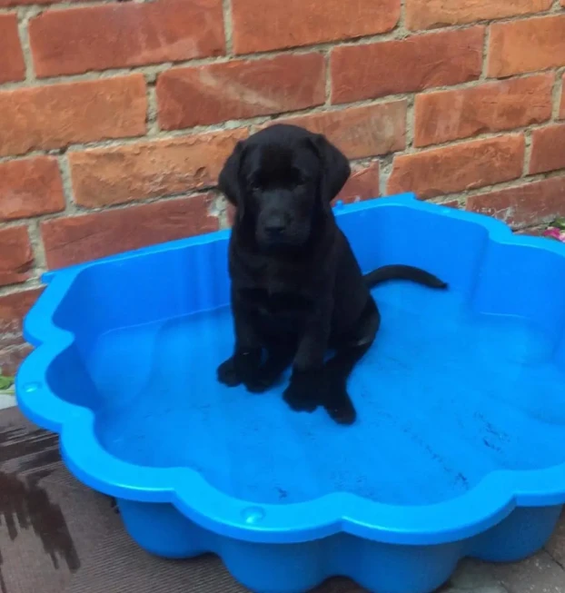 labrador4 (5)