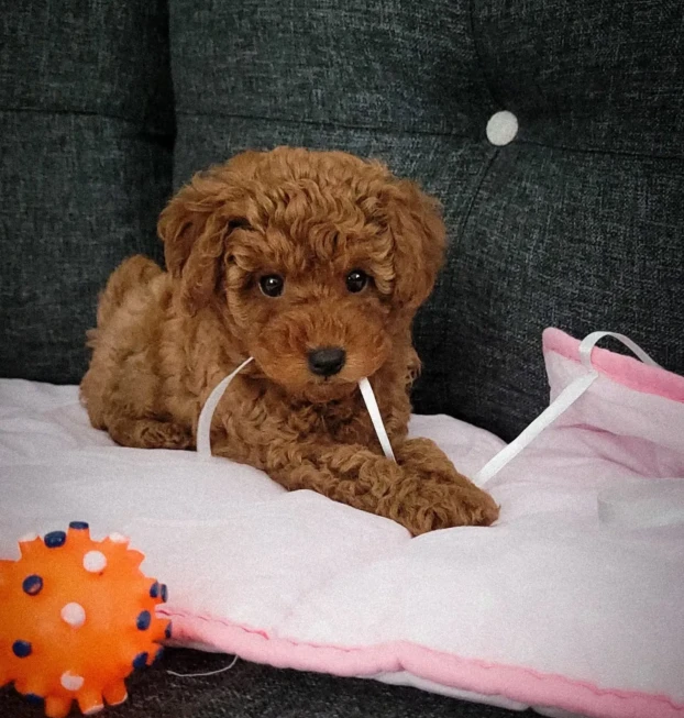 lila (3)