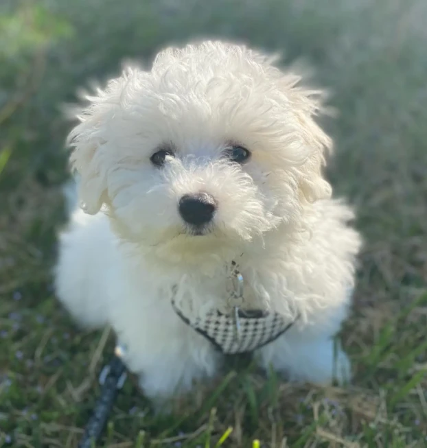 quincy_