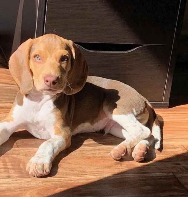 winston_the_beagle_pup